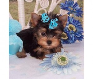 Yorkies Puppies for adoption