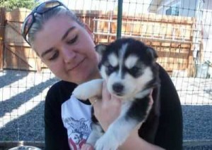 Siberian Husky Puppies