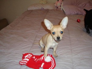 Cute Chihuahua Puppies