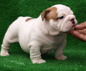 English bulldog puppies for adoption !