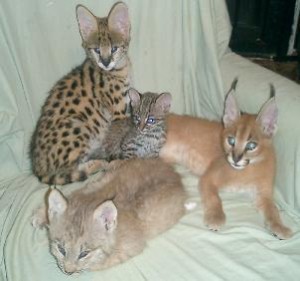 Serval, savannah and bengal kittens for homes by breeder