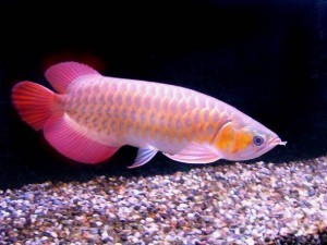 Aquarium Arowana Fishes Available