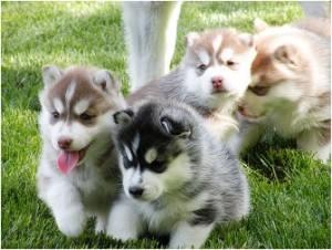 Cute Siberian husky puppies looking for new home.