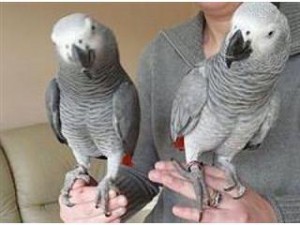 African Grey Parrot