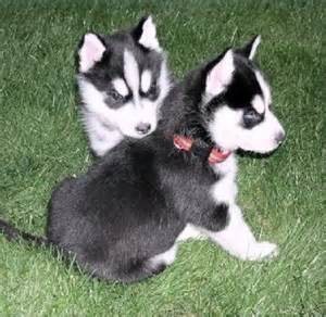 Adorable Huskies