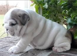 English Bulldog Puppies