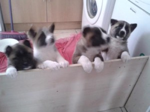 Akita puppies