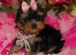 ###Yorkie puppies for adoption##