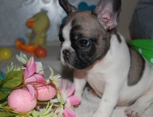 French Bulldog puppies for adoption