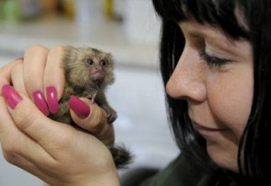 Healthy Male and female Marmoset Monkeys for adoption