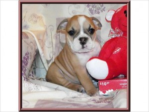 Adorable Female English Bulldog Puppy available now for adoption