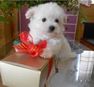 Female Maltese Pups for New Homes