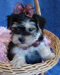 Healthy T-cup Yorkshire Terrier Puppies