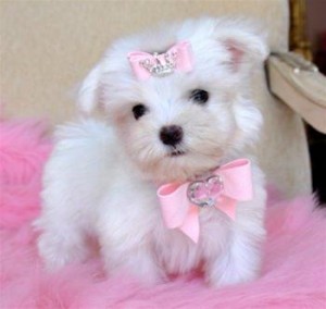 Male and Female Maltese Pups