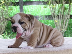 Beautiful English bulldog puppies