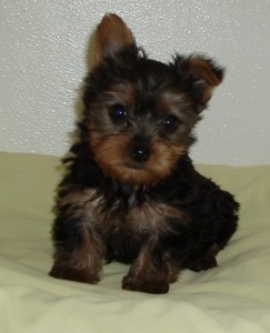 Quality Yorkie puppies now available