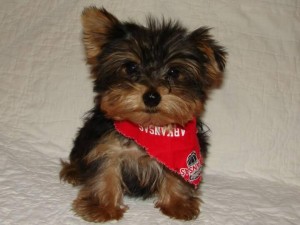 Charming Yorkie teacup puppies