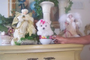 Adorable &quot;Maltese&quot; Angels Available For Adoption~CKC