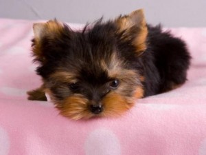 AKC YORKIE FEMALE ready for adoption