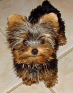 Teacup Yorkie Puppies Available