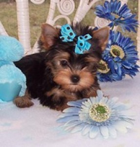 Yorshire Terrier Puppies