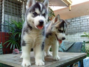 Excellent Siberian Husky Puppies