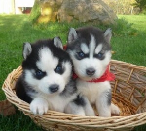 Cute Siberian Husky Pups