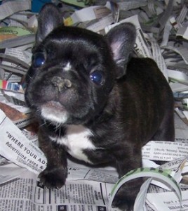 French Bulldog Puppies