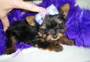 Registered AKC Yorkshire Terrier