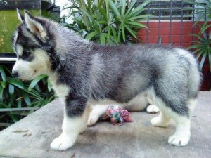 Wonderful Siberian Husky Puppy