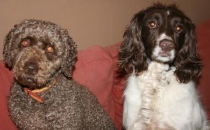 Home Needed For Two Lovely Female Dogs