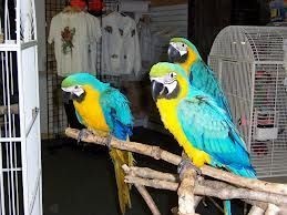 Blue and Gold Macaw Available