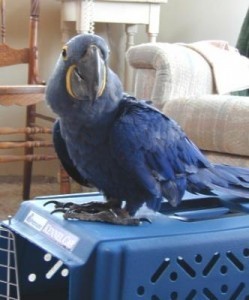 Blue and Gold Macaw Parrot