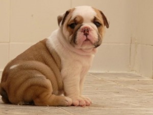 AKC English Bulldog