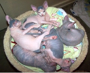 Sphynx Kittens