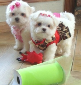 Purebred Maltese Pupps