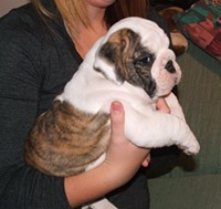 English Bulldog Puppies for Sale