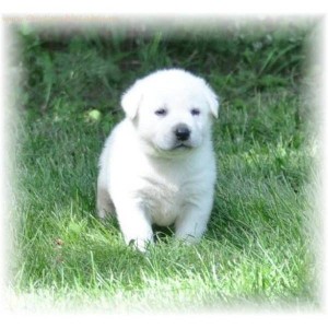 AKC LABRADOR PUPPIES