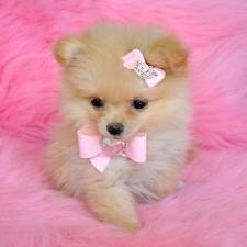 Adorable Pomeranian Puppies For Adoption