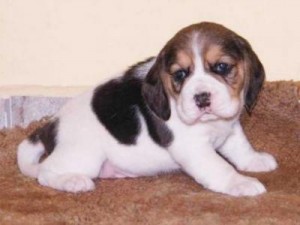 Beagle Pups