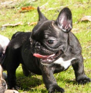 3 Blue French Bulldogs