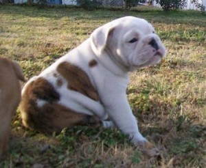 English Bulldog puppies for adoption