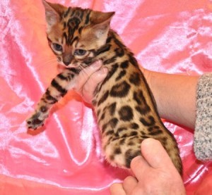 Registered Bengal Kittens