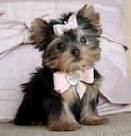 Yorkie Puppies For Adoption