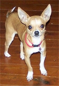 Charming Chihuahua puppies for adoption.