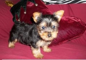 PUREBREED TEACUP YORKIE PUPPY