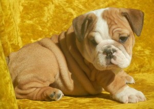 Pure Breed English BullDog Puppies