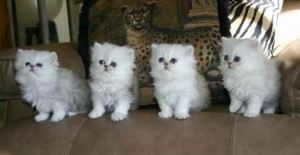 Exquisite Silver Persian Kittens