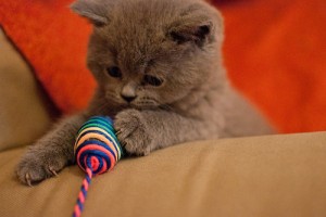 Green-eyed Rare British Kittens For Sale