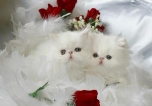 Cashmere White Teacup Persian Kitten For Sale